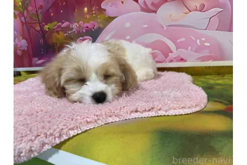 成約済の神奈川県のミックス犬-386695の7枚目