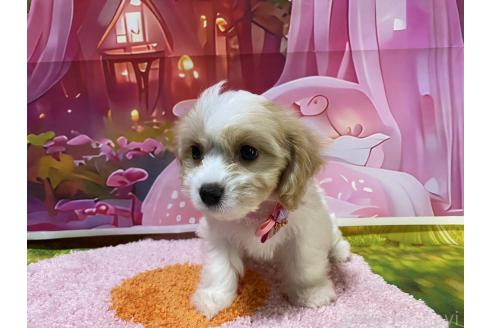 成約済の神奈川県のミックス犬-386695の4枚目