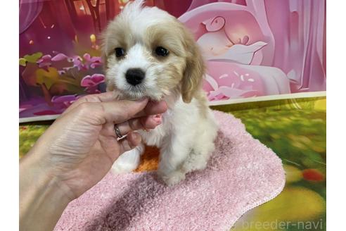 成約済の神奈川県のミックス犬-386695の3枚目