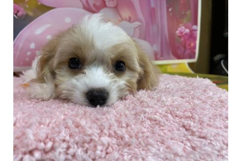 成約済の神奈川県のミックス犬-386695の2枚目
