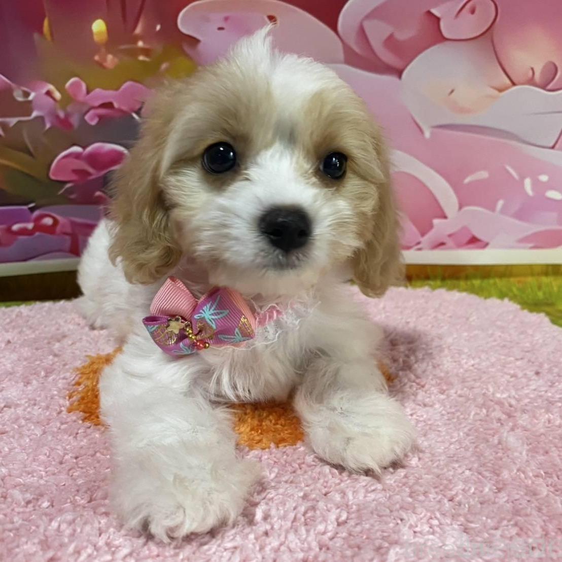 販売中の神奈川県のミックス犬-386695