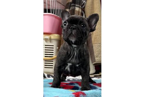 販売中の愛媛県のフレンチブルドッグ-387323の22枚目