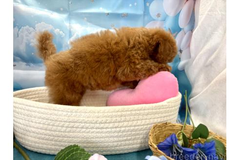 販売中の栃木県のティーカッププードル-390890の5枚目