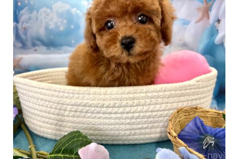 販売中の栃木県のティーカッププードル-390890の3枚目