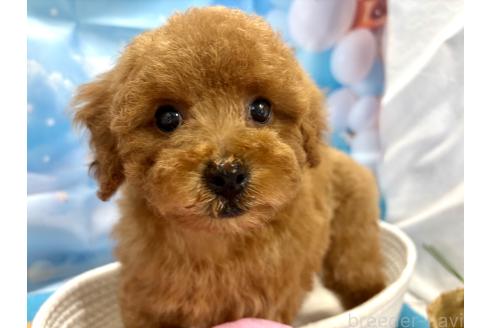 販売中の栃木県のトイプードル-390807の1枚目