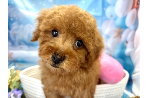 販売中の栃木県のトイプードル-390807の5枚目