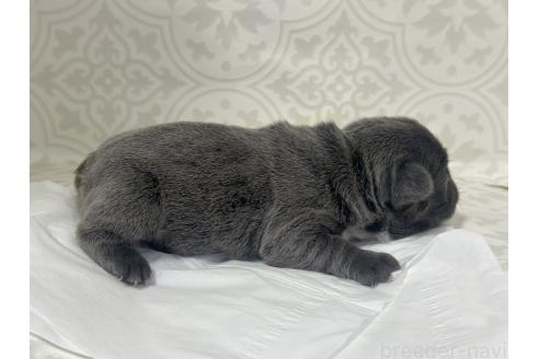 販売中の茨城県のフレンチブルドッグ-392548の7枚目