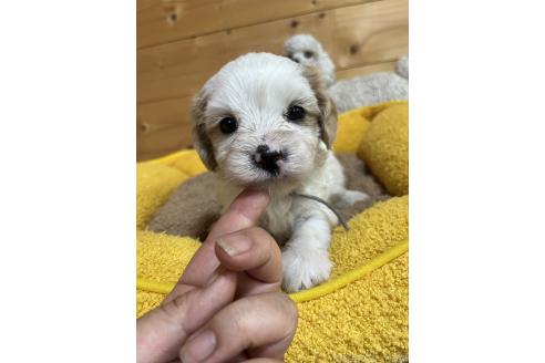 販売中の埼玉県のキャバマル:キャバリア×マルチーズ-392549の3枚目