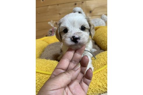 販売中の埼玉県のキャバマル:キャバリア×マルチーズ-392549の2枚目