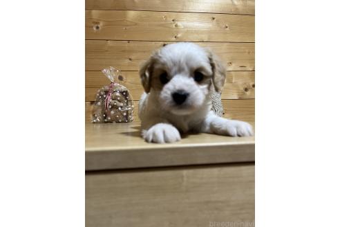 販売中の埼玉県のキャバマル:キャバリア×マルチーズ-392550の3枚目