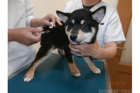 販売中の大阪府の柴犬-389736の2枚目