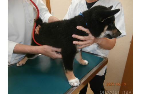 成約済の大阪府の柴犬-389734の3枚目