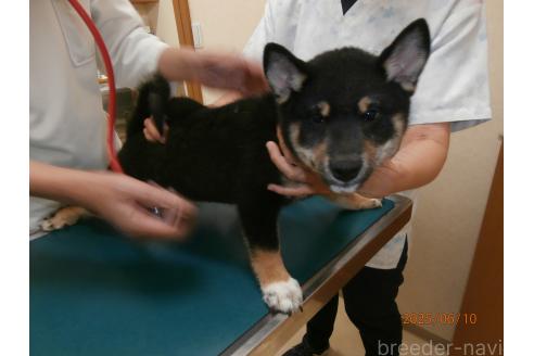 成約済の大阪府の柴犬-389734の2枚目