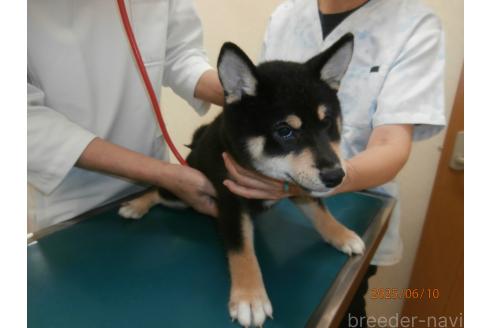 成約済の大阪府の柴犬-389733の3枚目