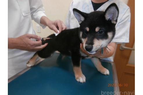成約済の大阪府の柴犬-389733の2枚目