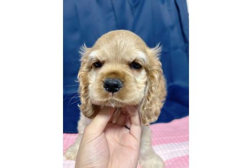 販売中の愛知県のアメリカンコッカースパニエル-392561の4枚目