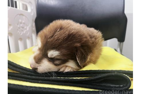販売中の東京都のアラスカンマラミュート-392562の3枚目