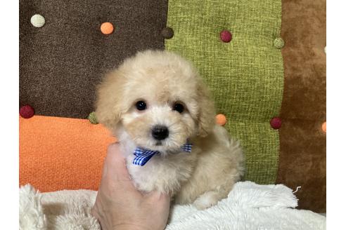 成約済の福岡県のマルプー:マルチーズ×トイプードル-391247の12枚目