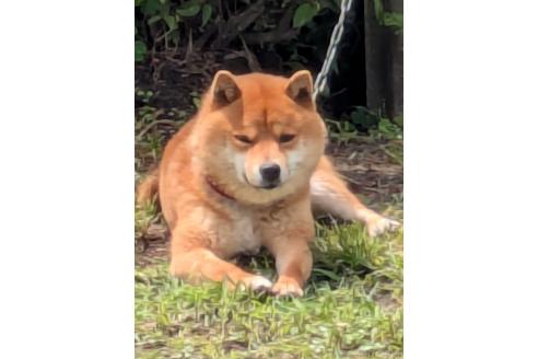 マロ君くん1枚目