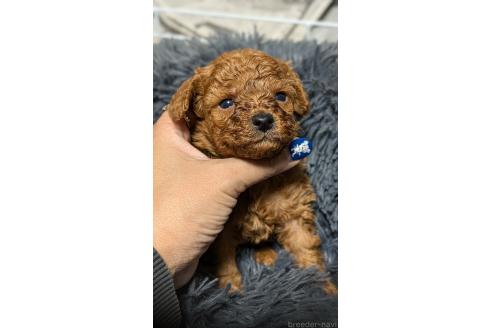販売中の愛知県のタイニープードル-392577の10枚目