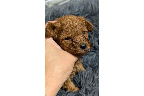 販売中の愛知県のタイニープードル-392577の2枚目