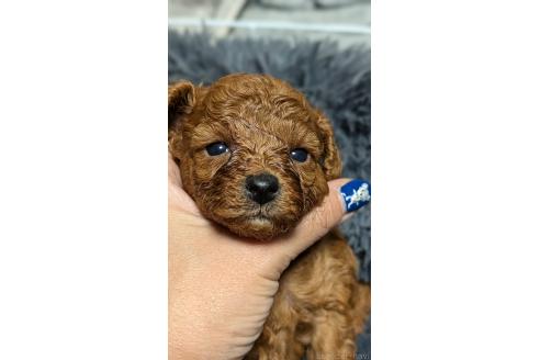 販売中の愛知県のタイニープードル-392578の13枚目