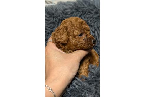 販売中の愛知県のタイニープードル-392578の10枚目