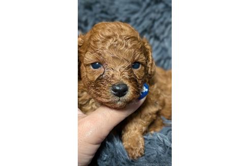 販売中の愛知県のタイニープードル-392578の7枚目