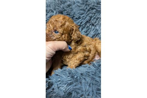 販売中の愛知県のタイニープードル-392578の2枚目