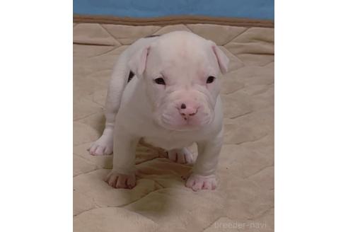 販売中の神奈川県のアメリカンピットブルテリア-392579の3枚目