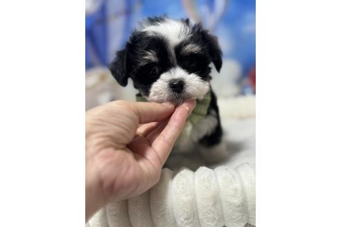 販売中の埼玉県のチワマル:チワワ×マルチーズ-392587の6枚目