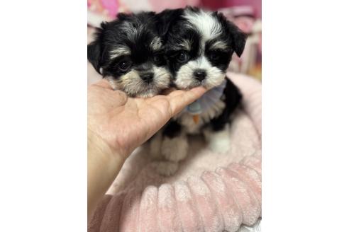 販売中の埼玉県のチワマル:チワワ×マルチーズ-392587の2枚目