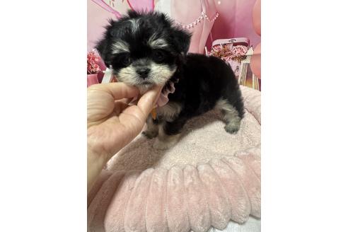販売中の埼玉県のチワマル:チワワ×マルチーズ-392589の5枚目