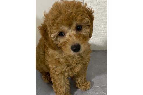 販売中の宮崎県のマルプー:マルチーズ×トイプードル-392588の4枚目