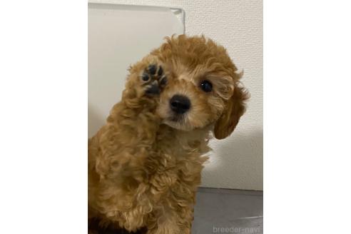 販売中の宮崎県のマルプー:マルチーズ×トイプードル-392588