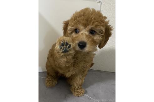販売中の宮崎県のマルプー:マルチーズ×トイプードル-392588の3枚目