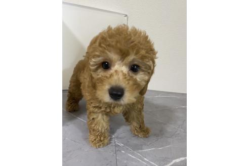 販売中の宮崎県のマルプー:マルチーズ×トイプードル-392588の2枚目
