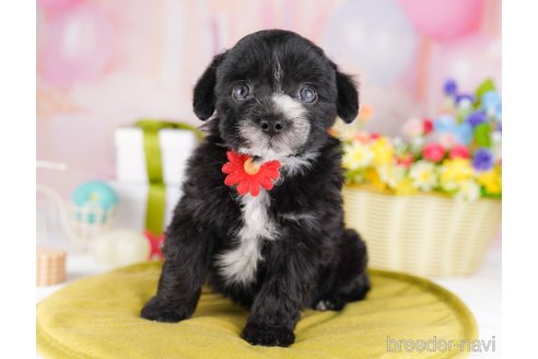 販売中の栃木県のミックス犬-392433の7枚目