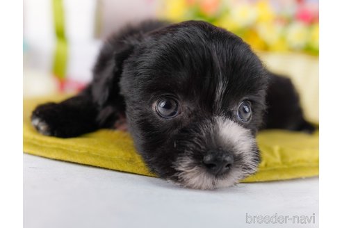 販売中の栃木県のミックス犬-392433の3枚目