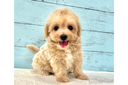 販売中の千葉県のマルプー:マルチーズ×トイプードル-389840の54枚目