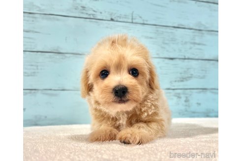 販売中の千葉県のマルプー:マルチーズ×トイプードル-389840の45枚目
