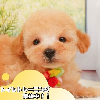 商談中の静岡県のタイニープードル-392462