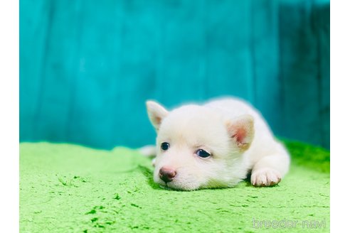 販売中の茨城県の豆柴-392580の2枚目