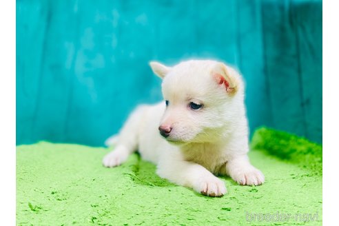 販売中の茨城県の豆柴-392580の4枚目