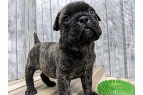 販売中の埼玉県のミックス犬-392414の5枚目