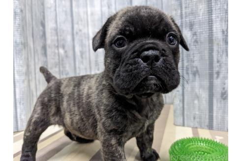 販売中の埼玉県のミックス犬-392414の4枚目
