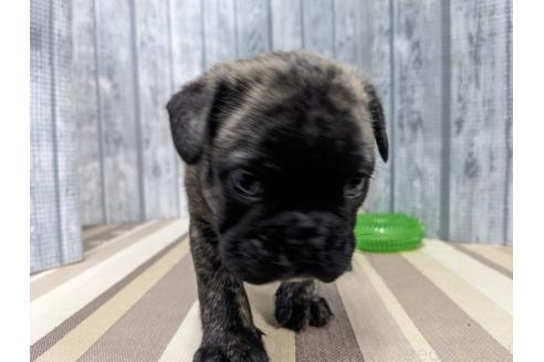 販売中の埼玉県のミックス犬-392414の3枚目