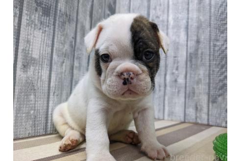 販売中の埼玉県のミックス犬-392415の4枚目
