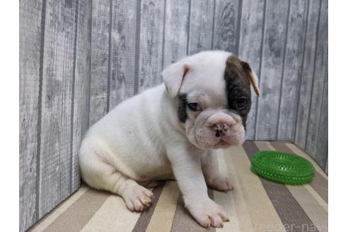 販売中の埼玉県のミックス犬-392415の3枚目