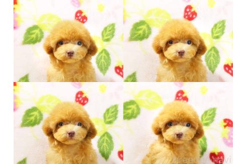 販売中の千葉県のティーカッププードル-387579の3枚目